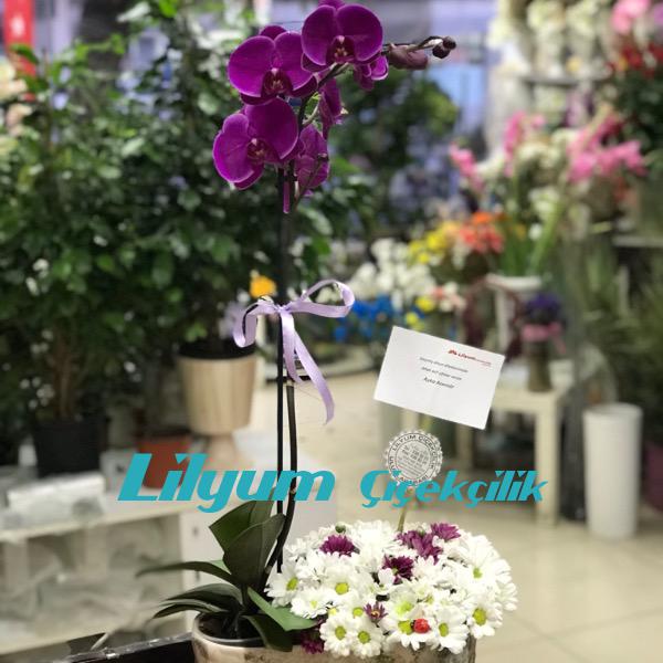 Kayık Seramik içinde Orkide ve Renkli çiçekler Resim 1